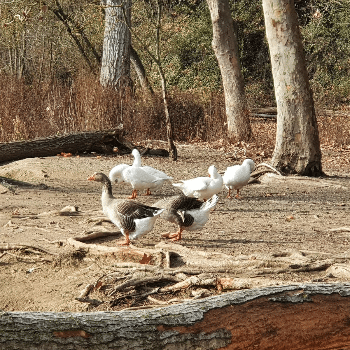 Bassa dels Ànecs