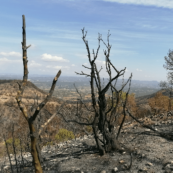 DESPRÉS DE L'INCENDI