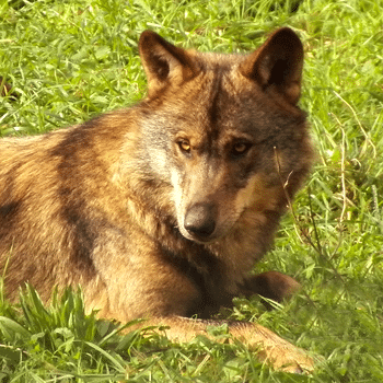 JULIO 2022: Ruta guiada: el lobo y su entorno