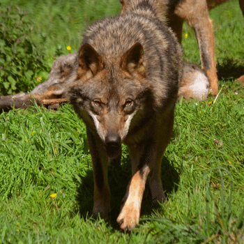 JULIO 2022: Ruta guiada: el lobo y su entorno