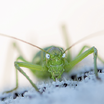 Descobrim els insectes de la serralada Litoral!