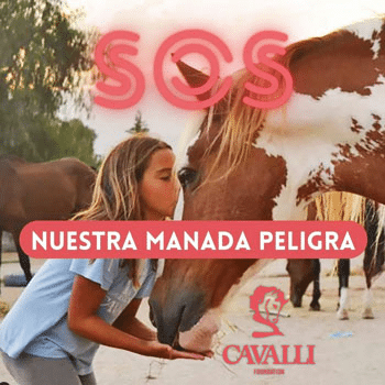 1ª ANIMAL PARTY - Mundábala - Fundación Cavalli