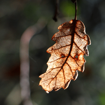 Els colors de la tardor