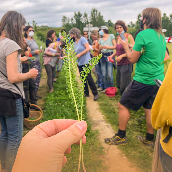 Sortida etnobotànica amb tastet silvestre per descobrir les plantes oblidades de l'entorn - Setmana de la Natura 2024