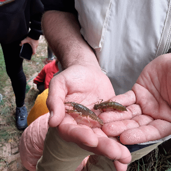 Llegim el riu - sortida de camp al torrent del Rubió