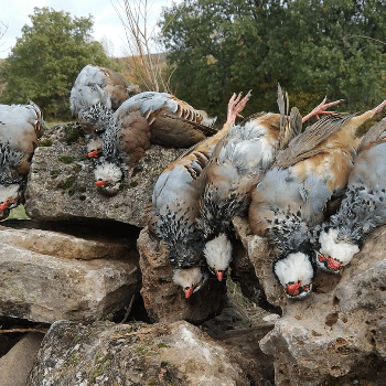 DOMINGO 20 De OCTUBRE DE 2024. PASE DE DÍA PARA el ACOTADO  "LA PERDIZ BURGALESA DE GRUPO SERBAL.