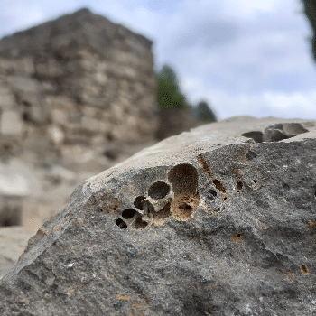 GEOPARC: Taller d'arqueologia i visita al poblat ibèric