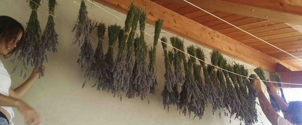 Festa de la lavanda!