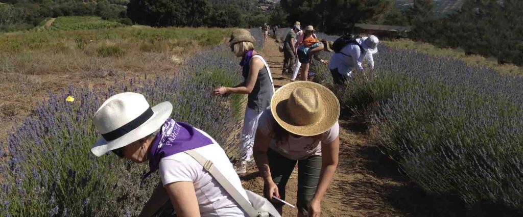 Festa de la lavanda!