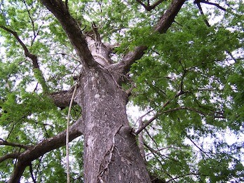 La guerra, quin joc de disbarats i Dalt de l'arbre