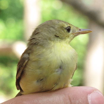 + Biodiversitat. Anellament d'ocells a Parc de la Mitjana -Ecoactivitats 2025