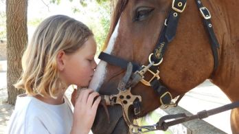 Animals, cavalls i empatia