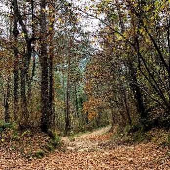 RIPOLLÈS DISCOVERY WALKING 2021 - Ruta de natura i fotografia a Sant Llorenç de Campdevànol