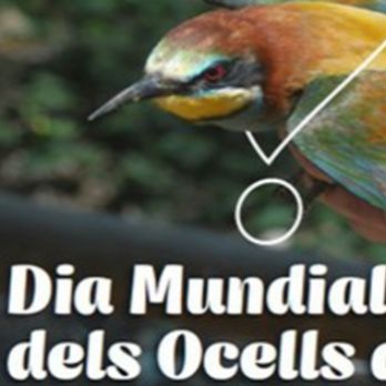 Celebració. Dia Mundial dels ocells als Aiguamolls de Rufea. Visita guiada a l'estació d'anellament d'ocells