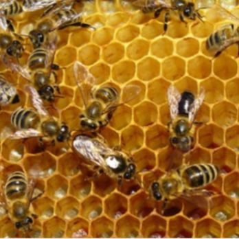 Les abelles de l'Obac - Setmana de la Natura 2022