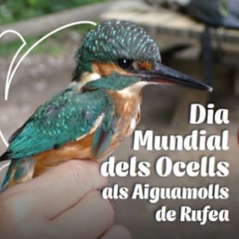 Anellament d'ocells als Aiguamolls de Rufea. Dia Mundial dels ocells als Aiguamolls de Rufea.
