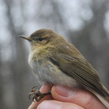 + Biodiversitat. Anellament d'ocells al Parc de la Mitjana -Ecoactivitats 2024