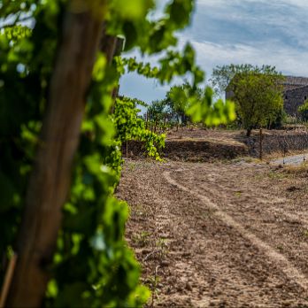 Viatge visual per la vinya al Pla de Bages