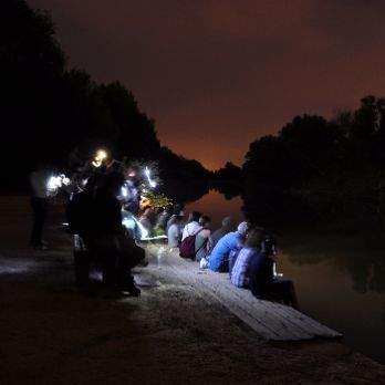 Celebració. La nit dels ratpenats a la Mitjana  "La Batnight"- Ecoactivitats 2024