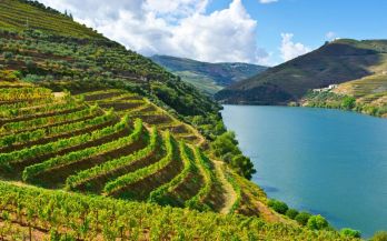 Wines from Portugal
