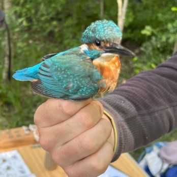 GEOPARC: Anellament d'ocells als aiguamolls de la Corbatera